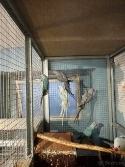 Alexandr malý - 11ks - 2