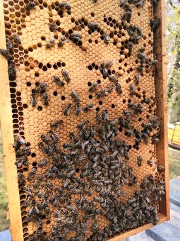 Vyzimovaná včelstva - 2