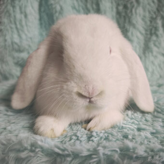 Zakrslý beránek 🍀 O2 🍀 - 2