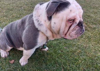 Anglický buldok - 2