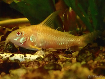 Pancéřníček skvrnitý albín - 2