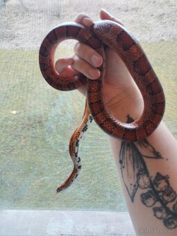 Užovka červená 1.1 - 2