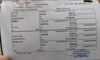 Prodám ročního hřebečka(plný původ) - 2