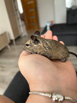 Osmak degu - 2