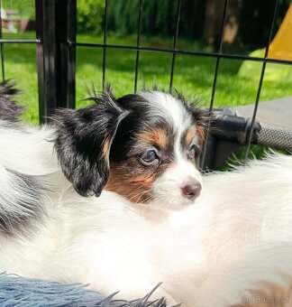 Malý kontinentální španěl Phalene, ne papillon - 2