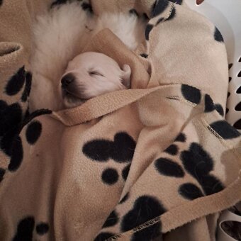 Zlatý retrívr s PP / Golden retriever - 2