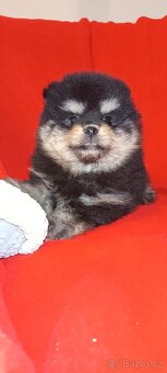 Pomeranian - 2