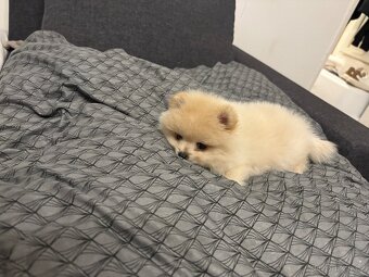 🐶 K prodeji – štěňátko pomeraniana - 2