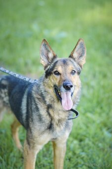 REX - energický 6ti letý kříženec ovčáka - 2