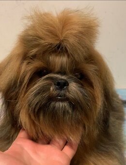 Štěňata Shih Tzu s doklady FCI - 2