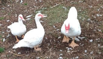 Kachny čínský - 2