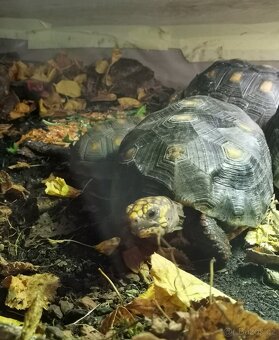Želva uhlířská - 2