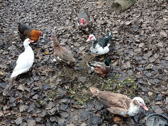 Kachna pižmová - 2