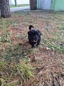 Jorkšírský teriér biewer bez pp - 2