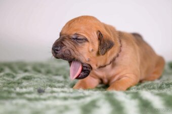 Rhodesky ridgeback - 2