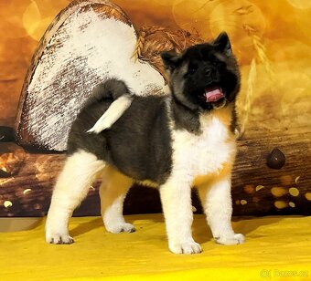 Americká akita s PP - 2