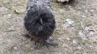 Hedvábnička slepička - 2