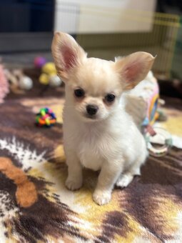 Čivava s PP pejsek - 2