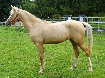 Prodám klisnu welsh pony, sekce B. - 2