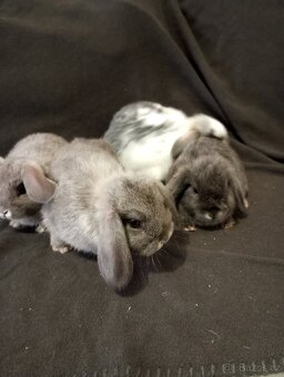 Zakrslý beránek králíček - 2