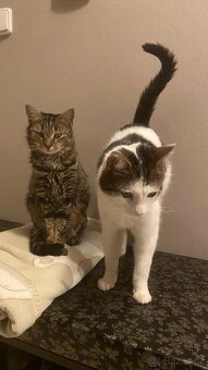 Daruji 2 kocoury+kočičku - 2