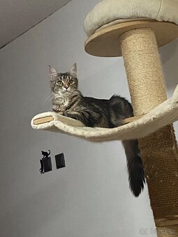 Kocourek a Kočička - 2