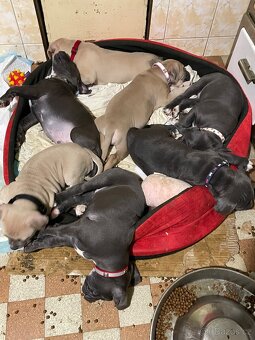 Americký stafordšírský teriér - 2