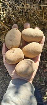 Brambory sadba - 2