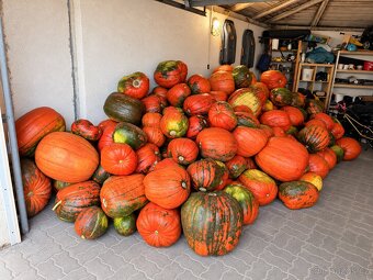 Dýně - 2