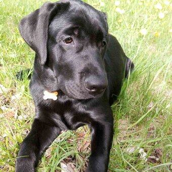 Štěně labradorského retrívra - 2