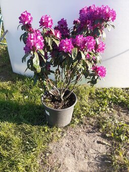 Rododendron - 2