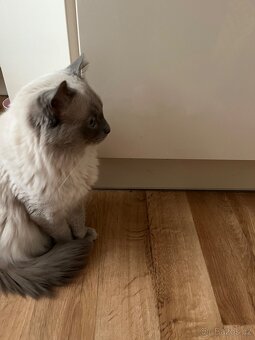Ragdoll kocourek ke krytí - 2