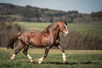 Připouštění Welsh Cob - 2