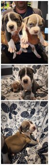 American Bully XL originální původní krev rodokmen ABKC USA - 2
