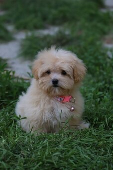 Maltipoo F 1 - 2