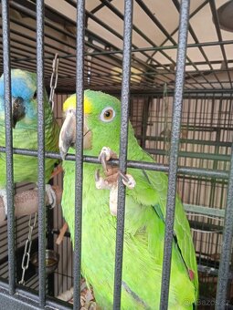 Amazoňan modročelý a žlutočelý - 2