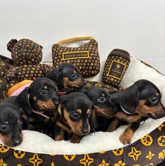 Jezevčík trpasličí - 2