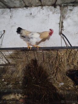 Kohoutí - 2