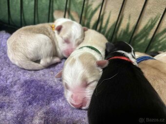 Border kolie s PP - 2