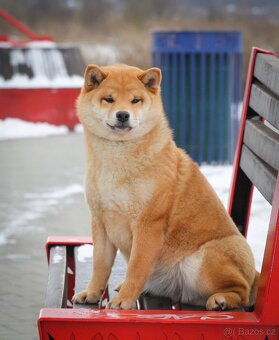 Shiba Inu - 2