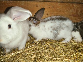 Francouzský beran - 2