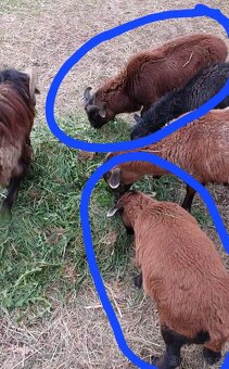 Kamerunské ovce - 2