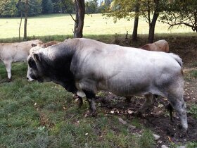 plemenný býk Gascogne - 2