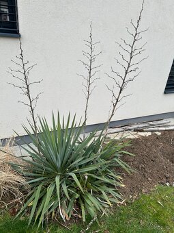 venkovní Juka vláknitá - Yucca filamentosa - 2