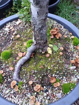 Bříza bělokorá (Betula pendula) bonsai - 2