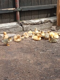 Káčata mix ze dvorku (pekingská x saská) - 2