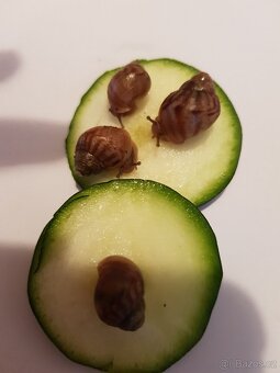 Achatina - 2