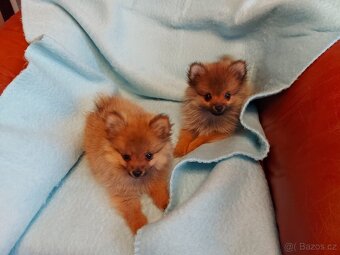 Špic, nemecký špic , oranžový špic, pomeranian - 2