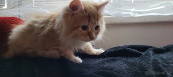 Sibirsky kocourek s PP - 2