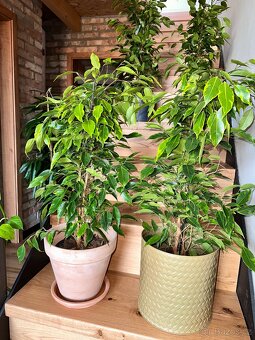 Ficus benjamina fíkovník drobnolistý panašovaný - 2